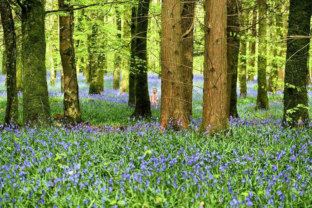 Rosdarrig Bed & Breakfast Boyle Bagian luar foto